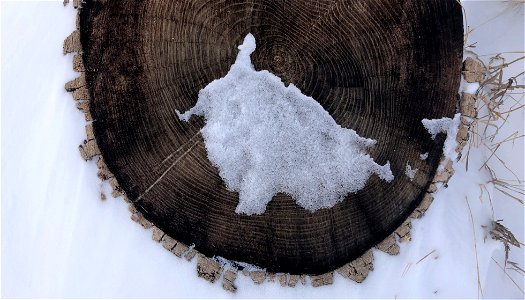 Stump Ice Land