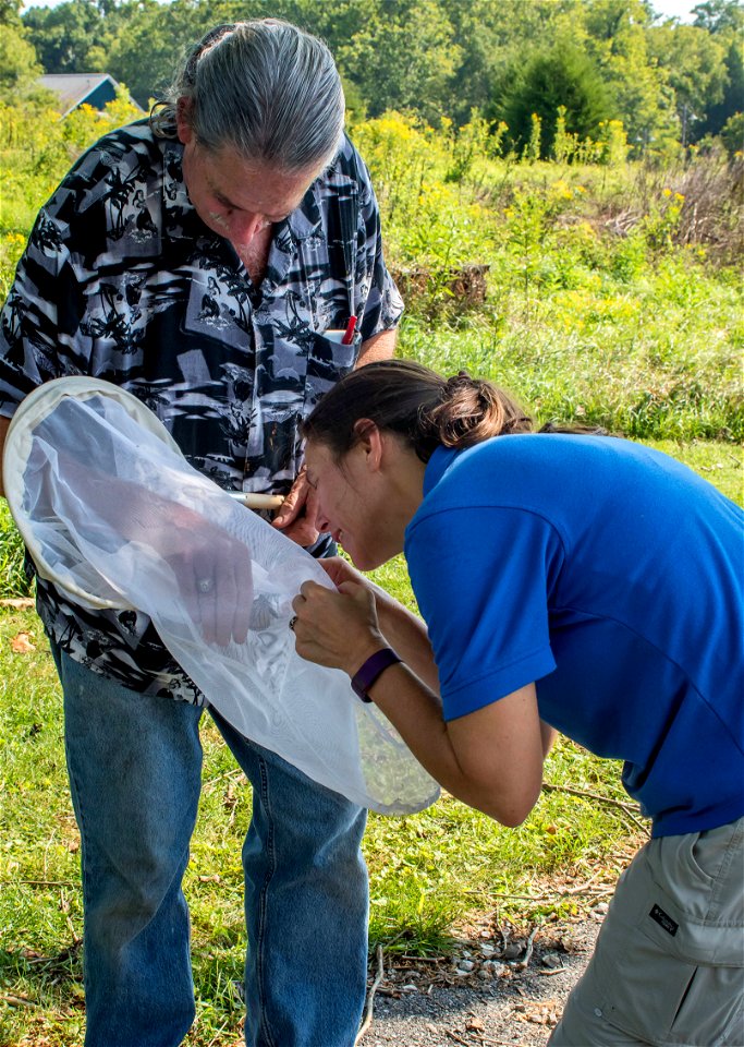 Netting monarchs photo