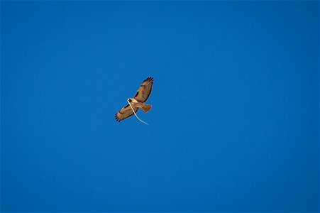 Red-tailed Hawk (Buteo jamaicensis) Carrying Snake photo