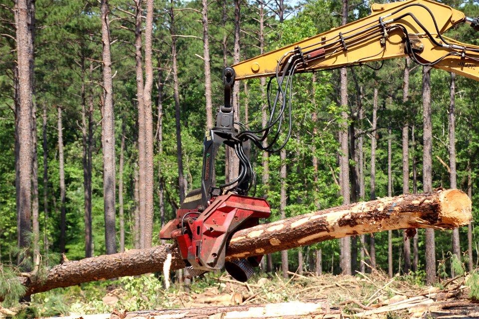 Stott Logging - Kisatchie National Forest - 007