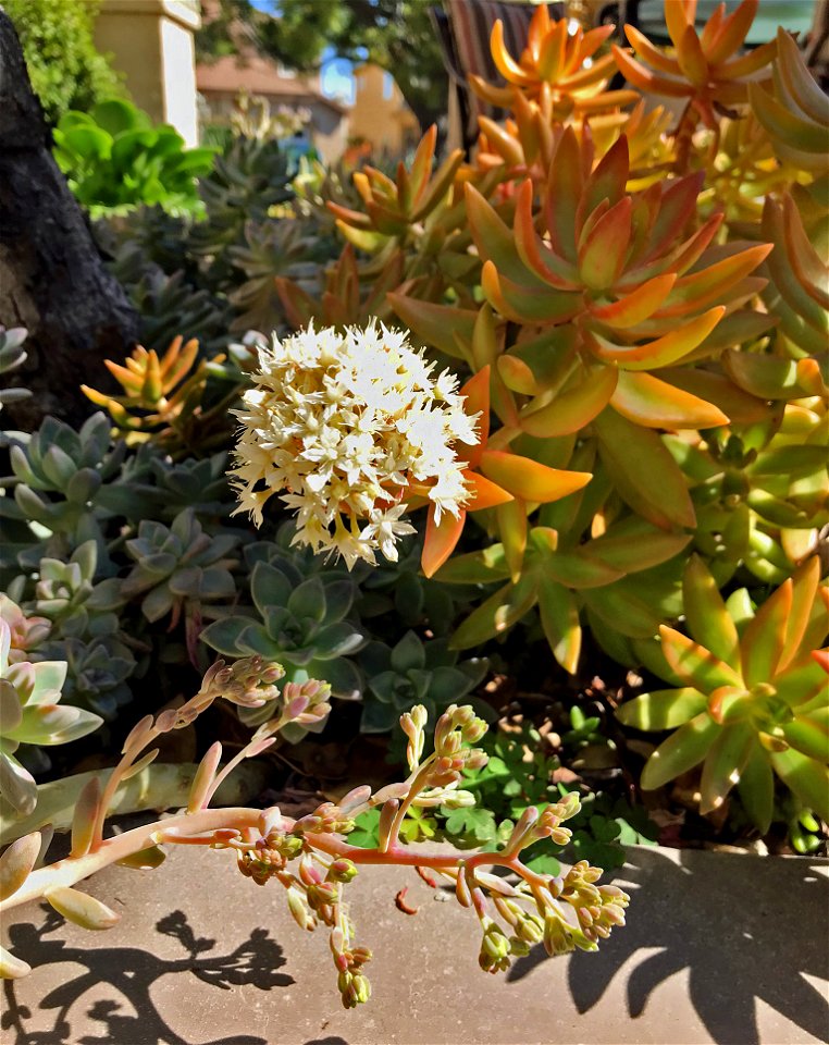 Sedum Blossom photo