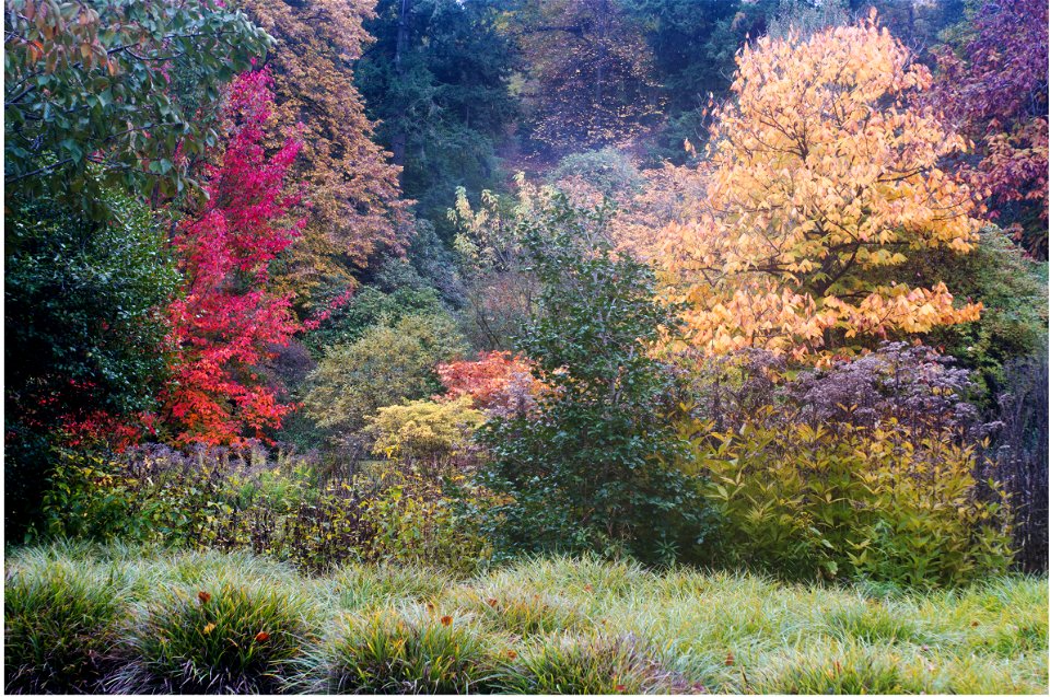 Autumn leaves (Villa Taranto) photo