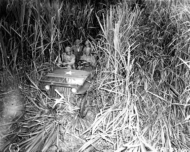 SC 170580 - Soldiers driving a jeep through a sugar cane field during an alert. 13 February, 1943. photo