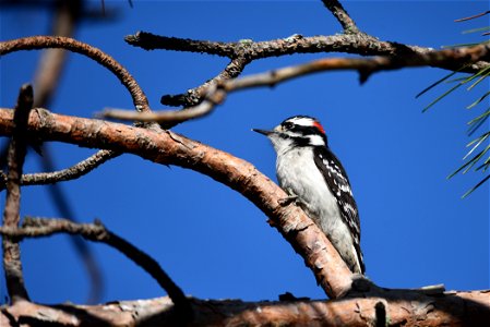 Downy woodpecker photo