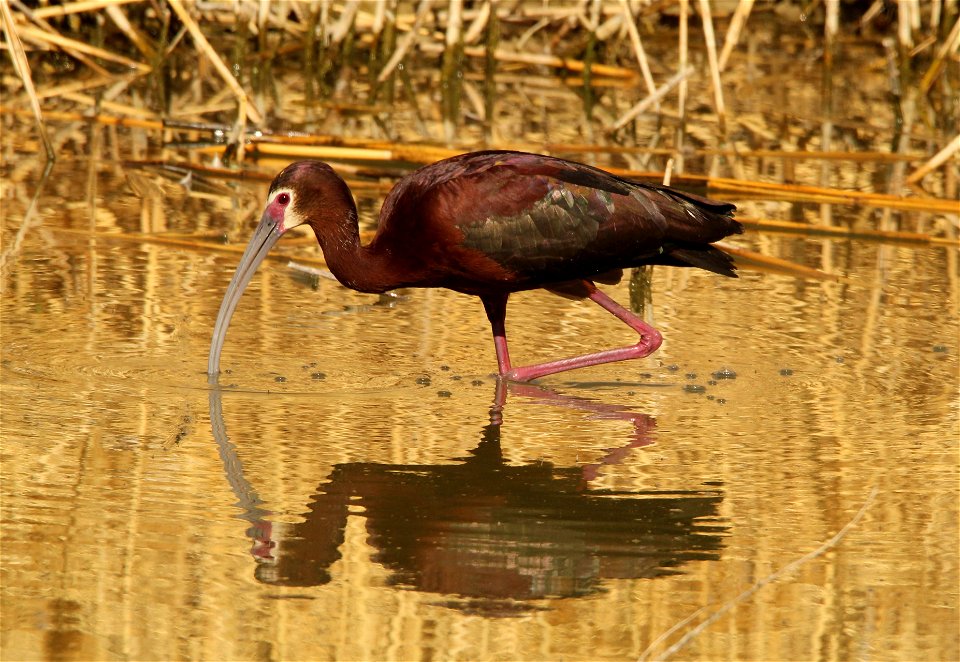White-Faced Ibis Bear River Migratory Bird Refuge