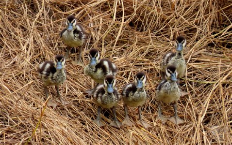 Black-bellied Whistling Duck