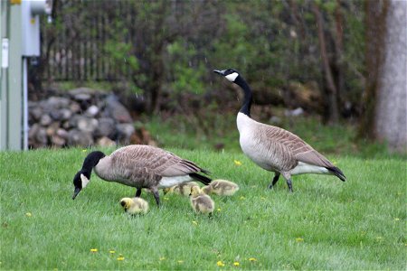 Canada Geese at D.C. Booth Historic National Fish Hatchery photo