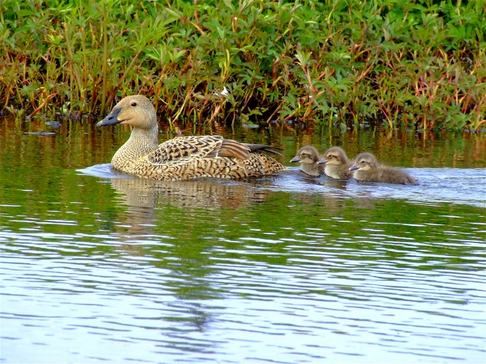King eider hen with brood
