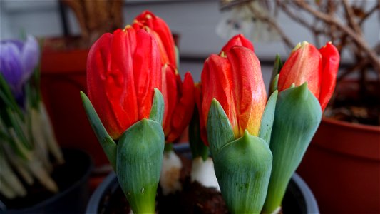 tulips_lalele-2023_0219_143611