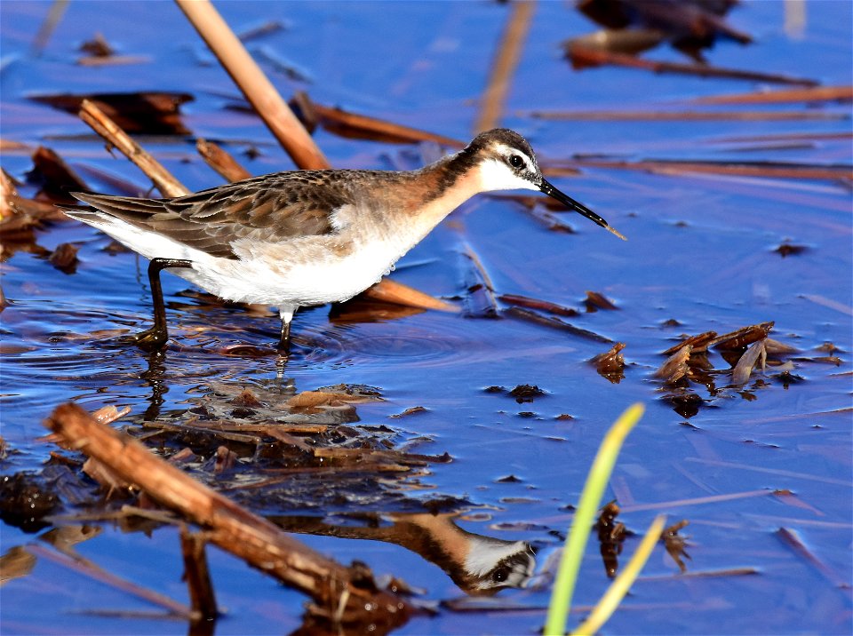 Wilson's phalarope at Seedskadee National Wildlife Refuge