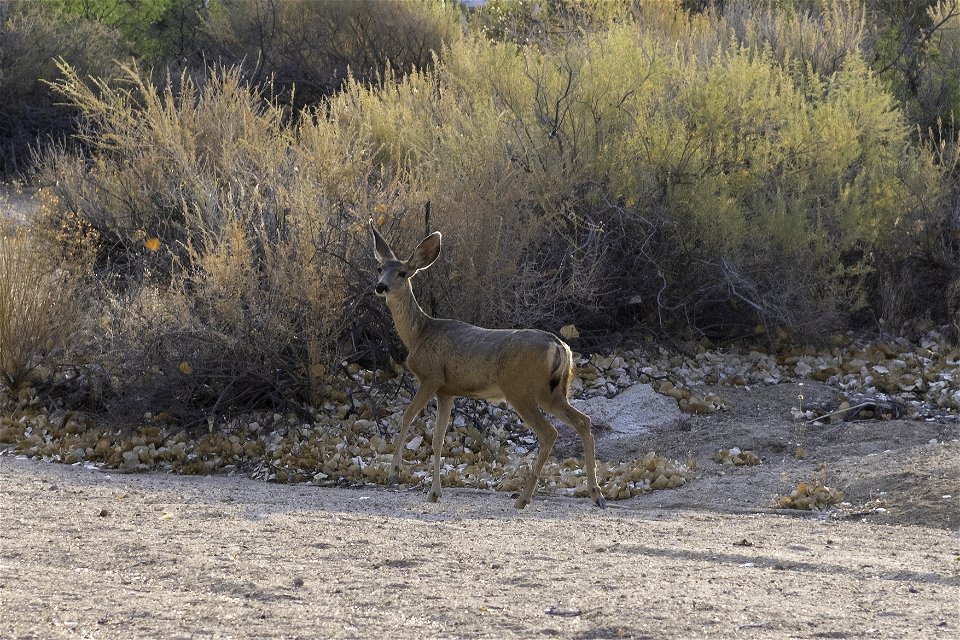 Southern mule deer (Odocoileus hemionus fuliginatus) near Cottonwood Springs