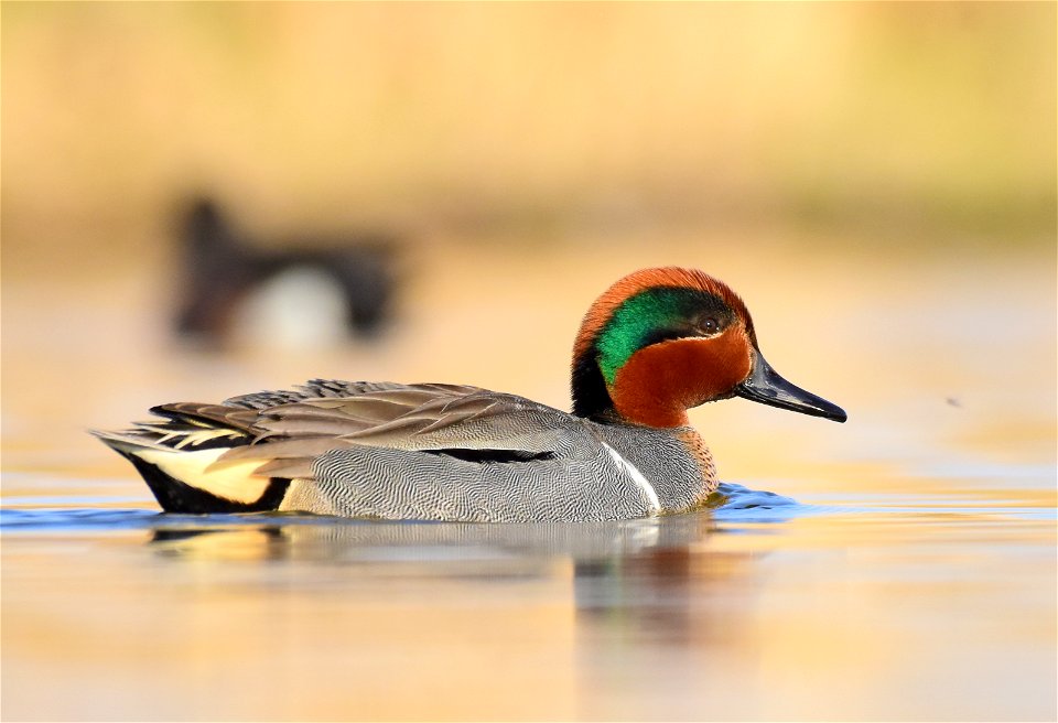 Green-winged teal at Seedskadee National Wildlife Refuge