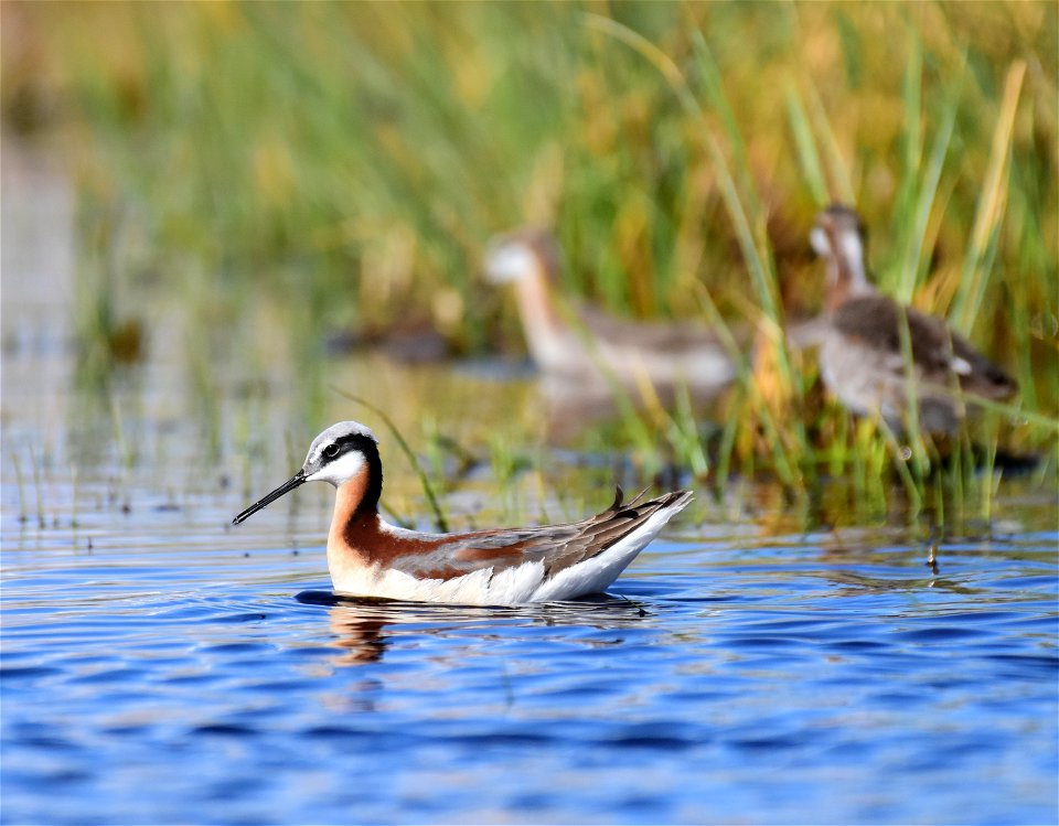 Wilson's phalarope at Seedskadee National Wildlife Refuge