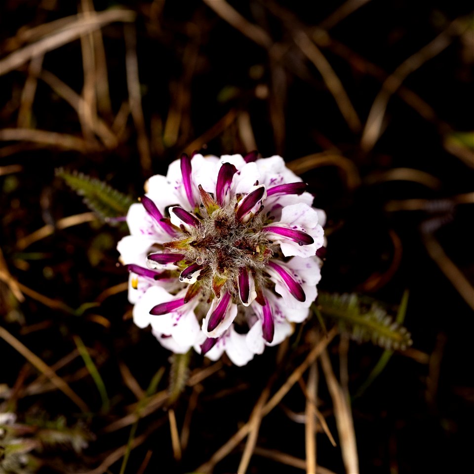 Sudetic lousewort
