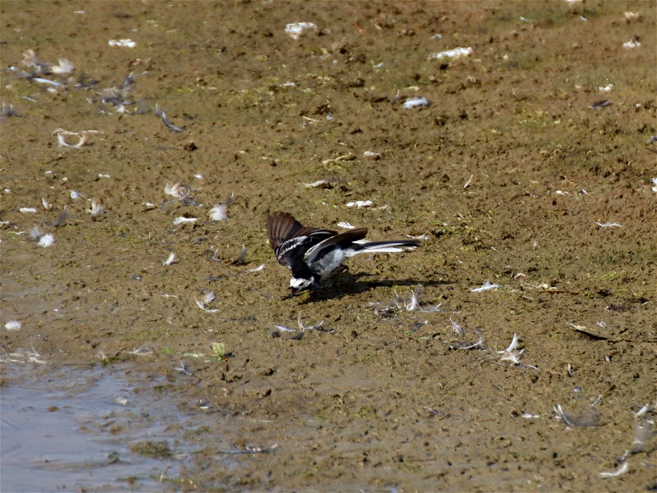 Pied Wagtail Hunting photo