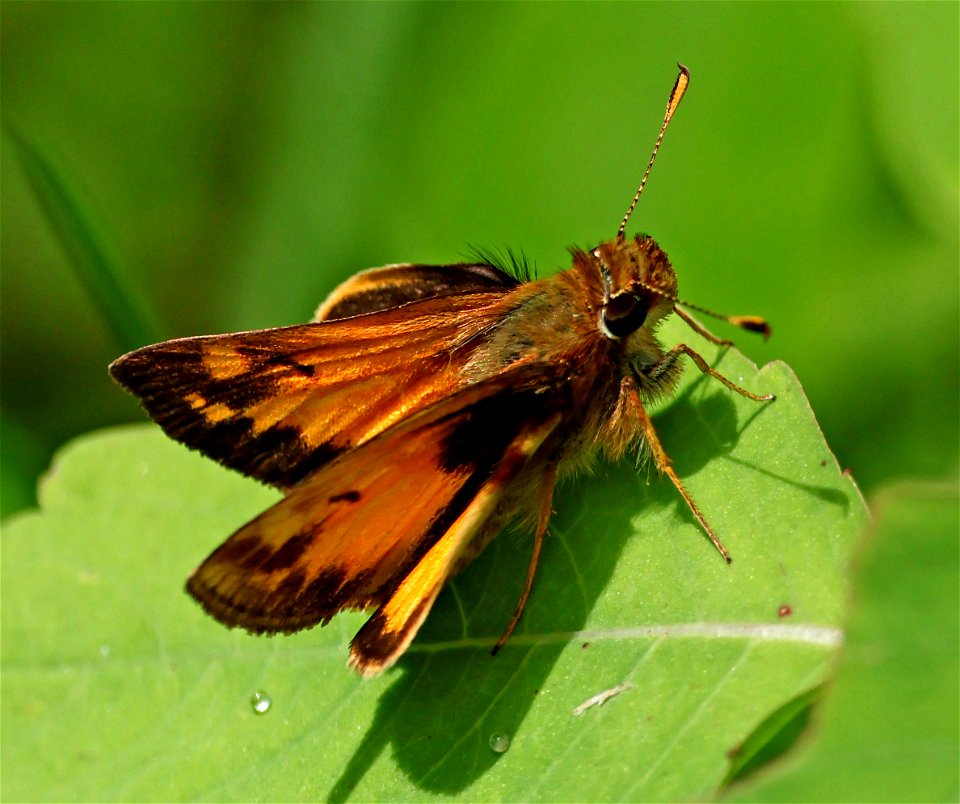 SKIPPER, ZABULON (Lon zabulon) (05-08-2023) charles d owen park, bucombe co, nc -08