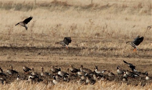 Spring Goose Migration at the Huron Wetland Management District South Dakota photo