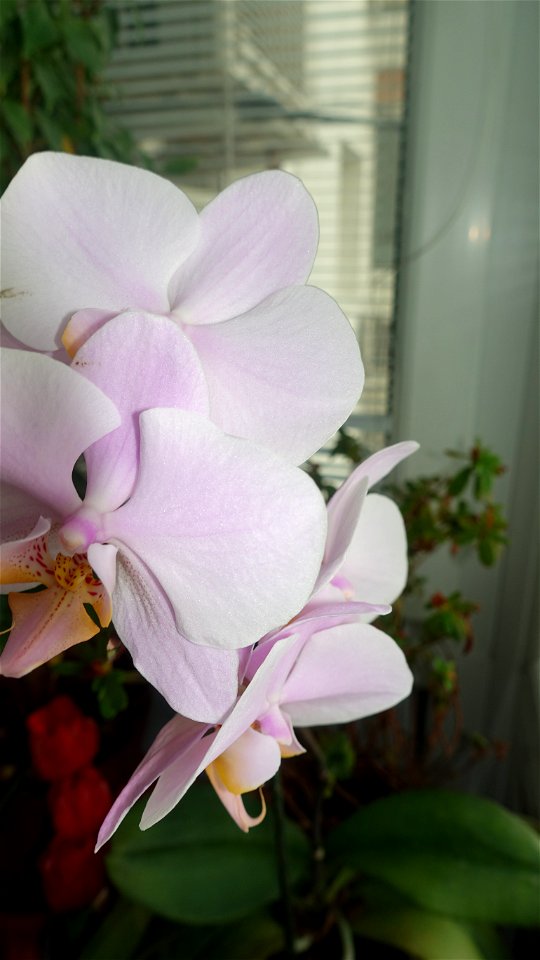orchids-兰花_2023_0224_170546 photo