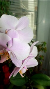 orchids-兰花_2023_0224_170546