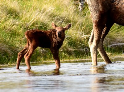 Moose at Seedskadee National Wildlife Refuge photo