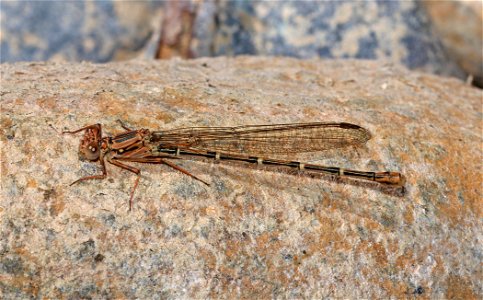 DANCER, SOOTY (Argia lugens) (6-9-2021) brown female, rough and ready blm area, josephine co, or -02
