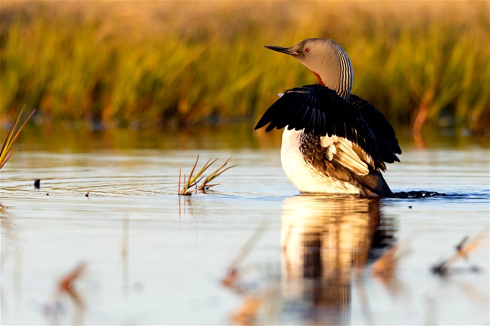 Red-throated loon