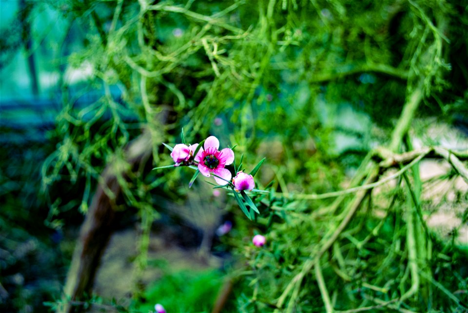 Hantaek Botanical Garden
