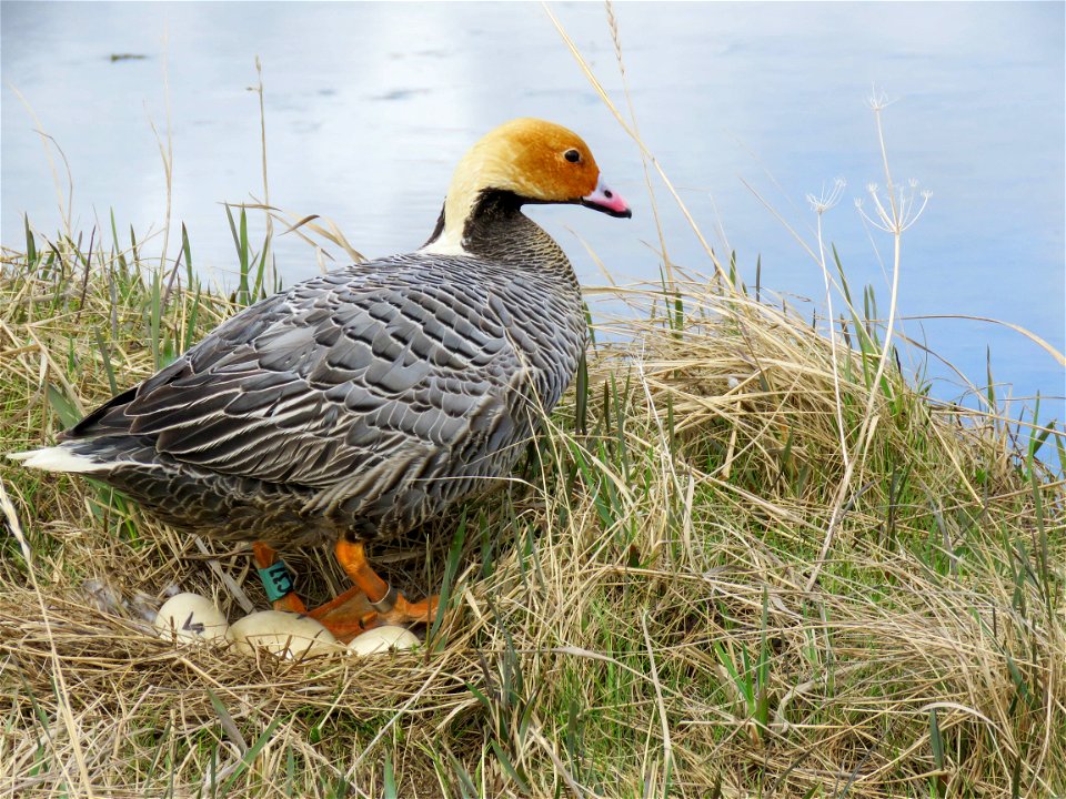 Female Emperor goose on nest photo