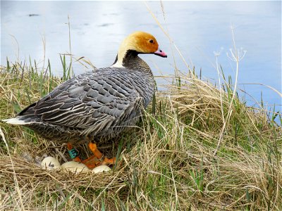 Female Emperor goose on nest