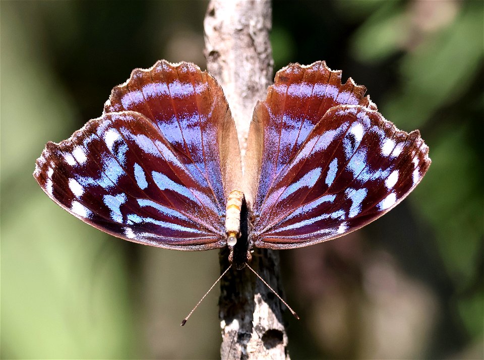 BLUEWING, MEXICAN (Myscelia ethusa) (01-18-2023) national butterfly center, hidalgo co, tx -01 passing fluid
