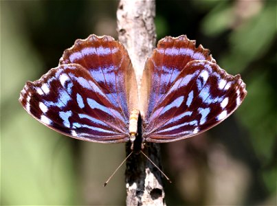 BLUEWING, MEXICAN (Myscelia ethusa) (01-18-2023) national butterfly center, hidalgo co, tx -01 passing fluid