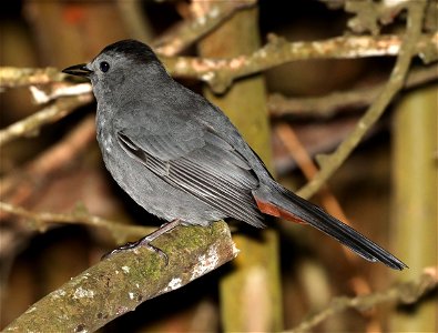 760 - GRAY CATBIRD (12-04-2021) convention center, south padre island, cameron co, tx -01 photo