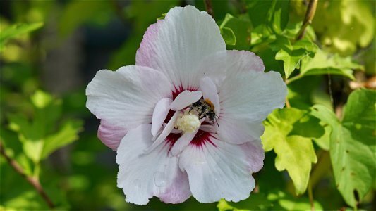 Blüte des Garteneibisch (Hibiscus syriacus) mit Ackerhummel