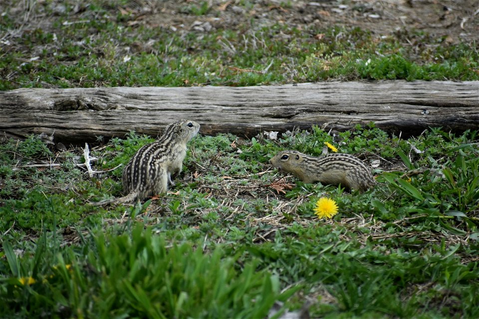 Thirteen-lined Ground Squirrels Lake Andes Wetland Management District South Dakota