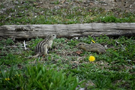 Thirteen-lined Ground Squirrels Lake Andes Wetland Management District South Dakota
