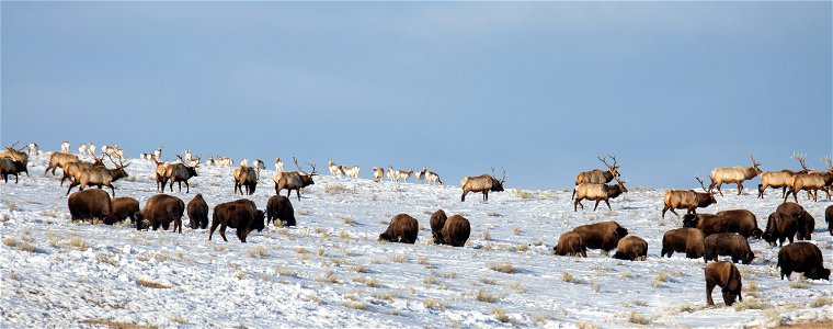 Bison, Elk, & Pronghorn on the National Elk Refuge photo