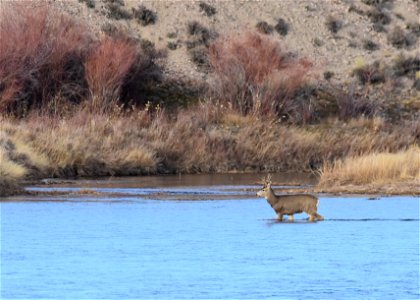 Mule deer at Seedskadee National Wildlife Refuge photo