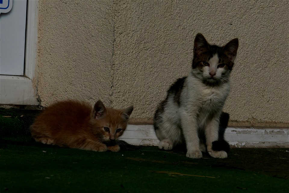 independent-cats_2017_0624_082729(1)