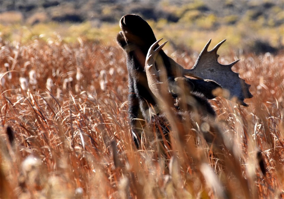 Moose at Seedskadee National Wildlife Refuge photo