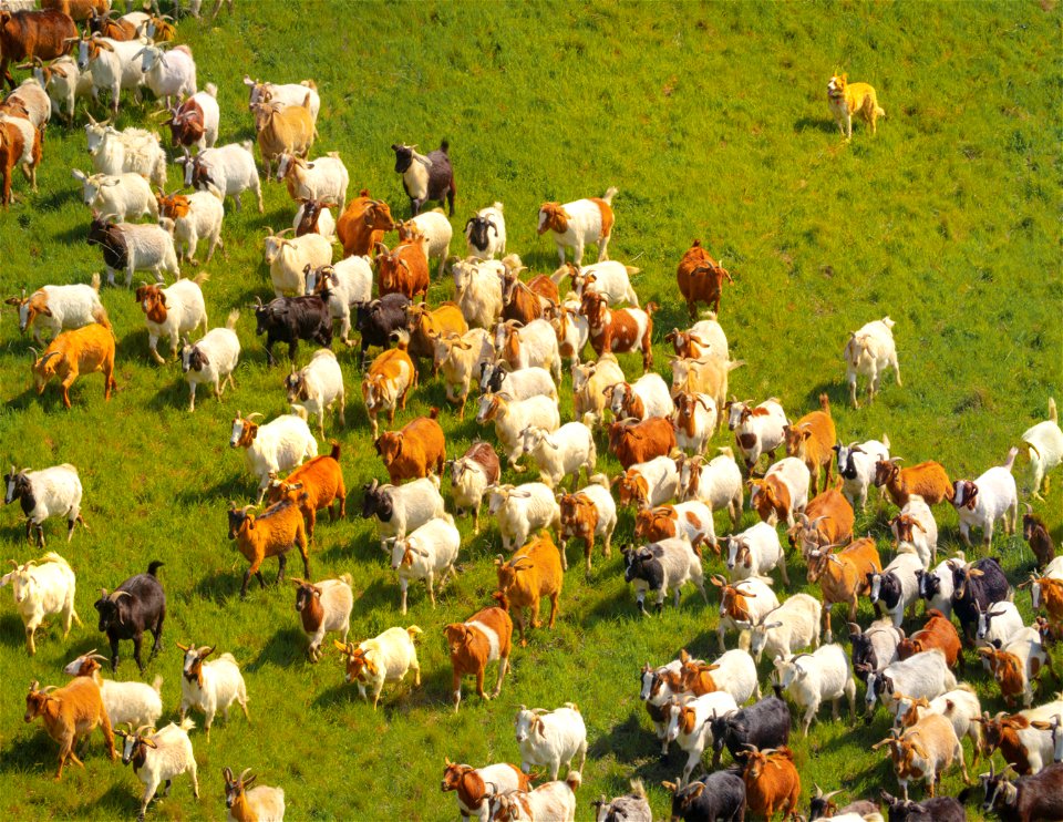 Goats at Fort Ord photo