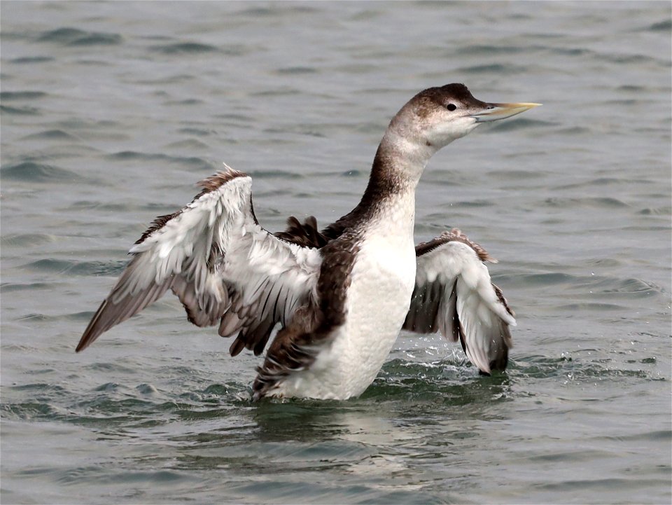094 - YELLOW-BILLED LOON (10-20-2021) adult, harbor, crescent city, del morte co, ca  (4)
