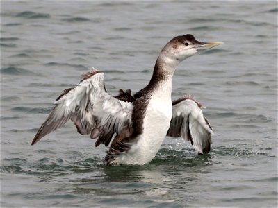 094 - YELLOW-BILLED LOON (10-20-2021) adult, harbor, crescent city, del morte co, ca  (4)