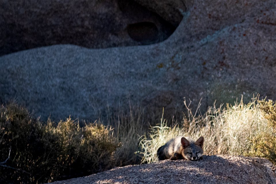 Gray Fox (Urocyon cinereoargenteus scottii)