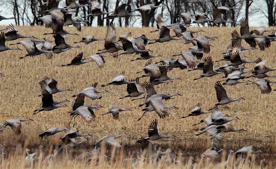 Sandhill Cranes Huron Wetland Management District South Dakota