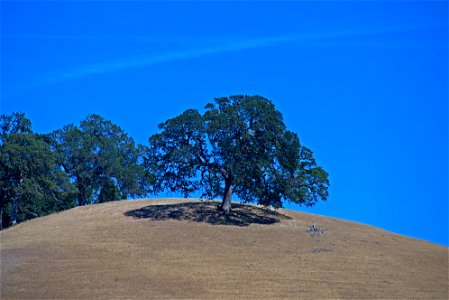 Oaks of Capa Valley