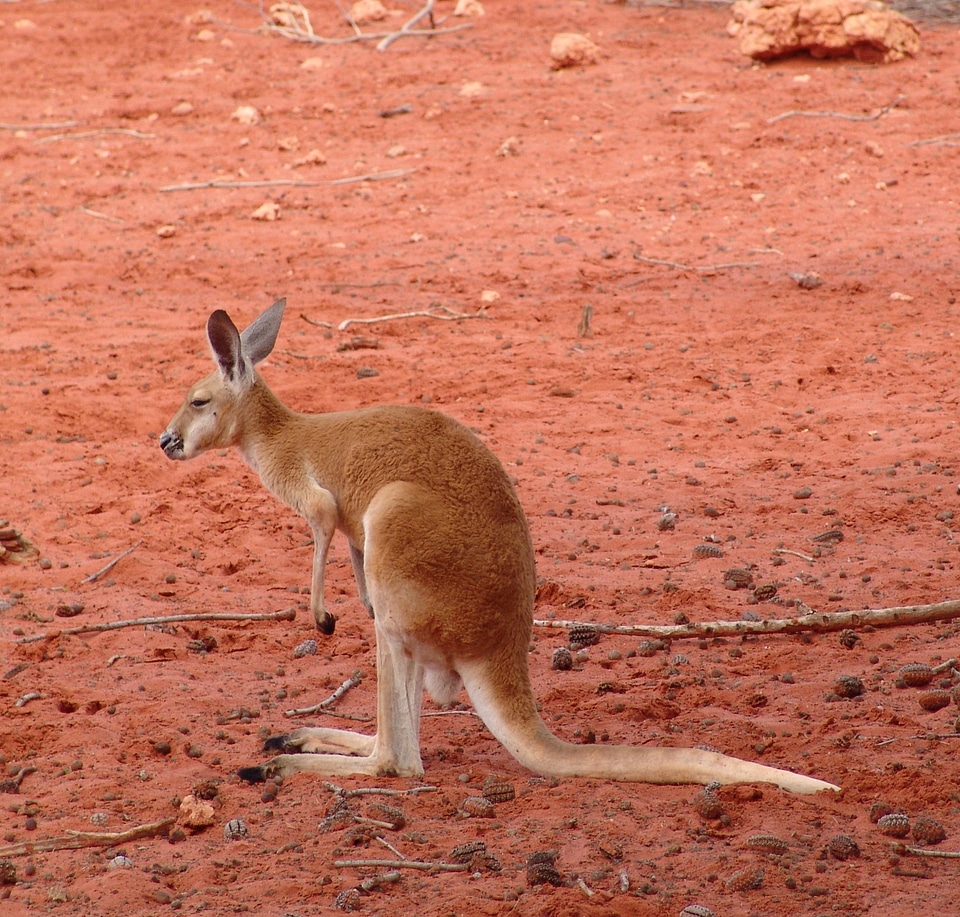 Red large australia