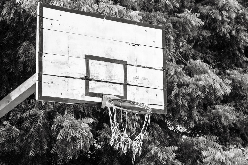 Basketball trees nature