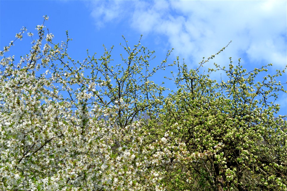 Spring ,April 2023