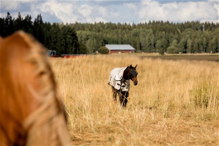 Lintupajun hevostila, Jokioinen photo