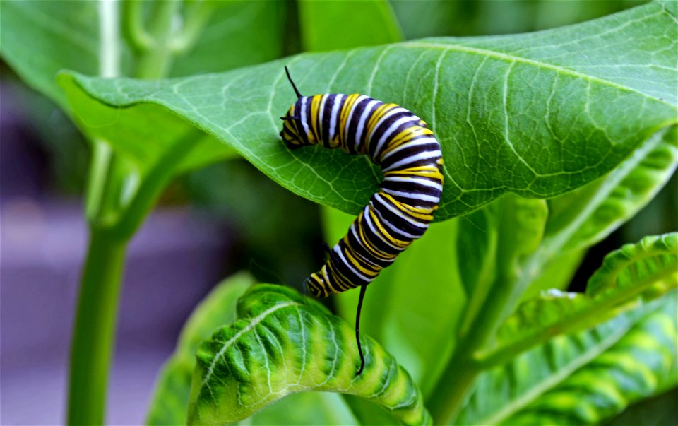 Monarch caterpillar on common milkweed in Minnesota